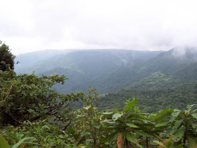 Costa Rican cloud forest near
                the continental gap